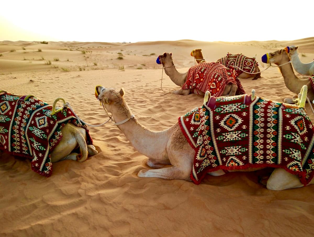 Guide complet du safari desert a Dubai : activites et conseils